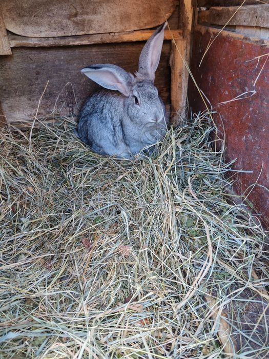 Vând iepure femelă negru