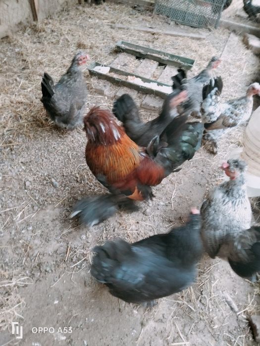 Продам куриц японский карлик