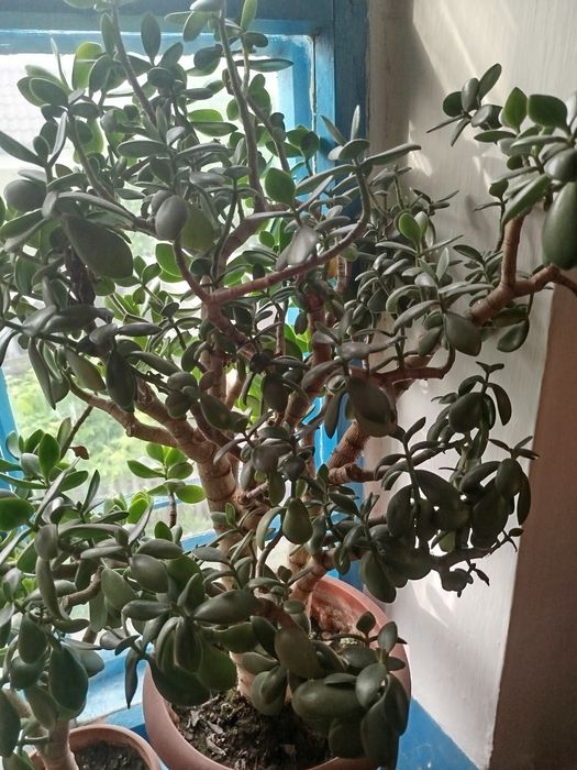 Алоэ Вера, Денежное дерево!