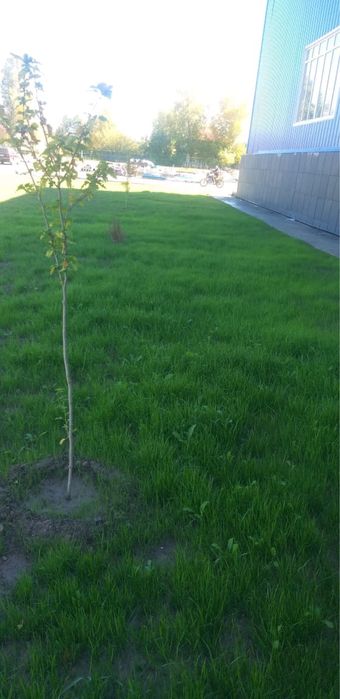 Посевной газон под ключ