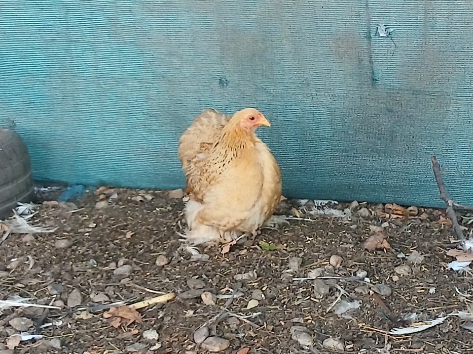 Găini cochinchina pitic