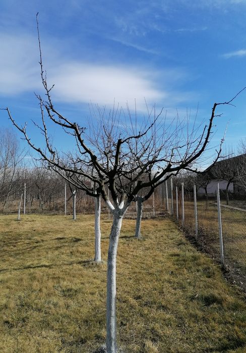 Curatare /Toaletare Pomi Fructiferi