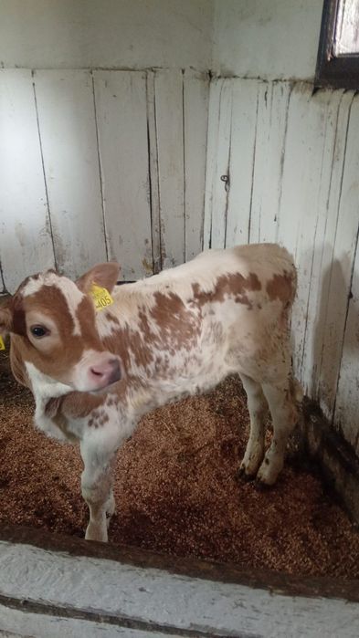 Vând vițica și vițel