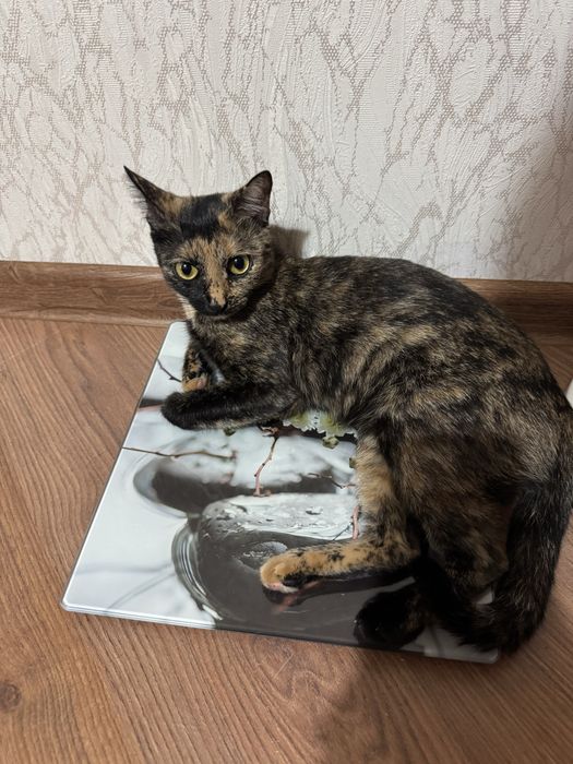 Отдам в добрые руки