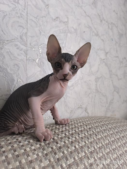 Сфинкс,котята,мальчики