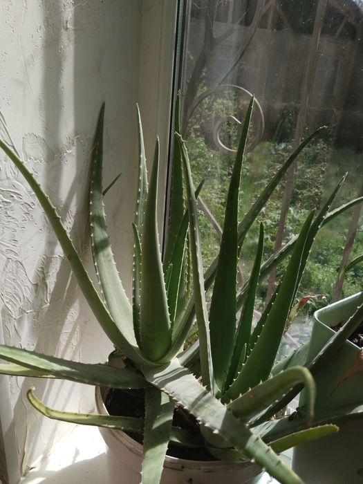 Продам цветы комнатные