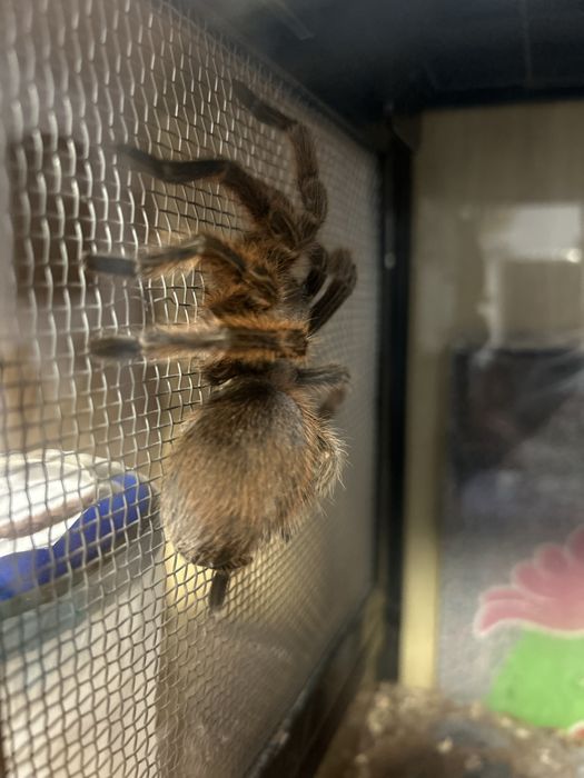 Tarantula Gramastola Rosea cu terariu