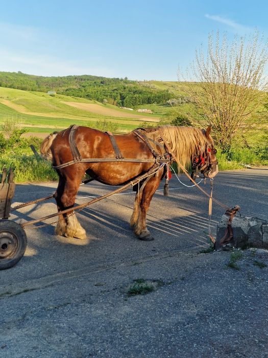 Armăsar de vânzare