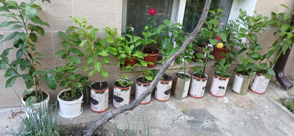 Лимони от присадка