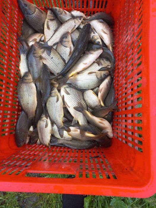 Балик чавоклари САЗАН Амур чавоклар бор келшилган нархда доставка бор