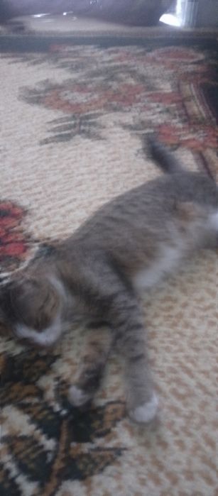 Uy mushiklari ona bolla