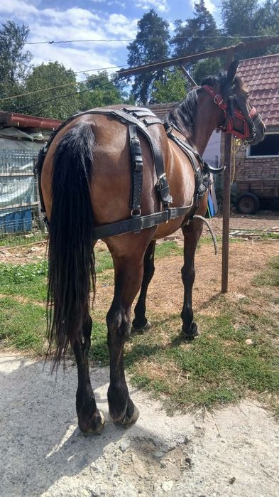 Vind iapa cu carut și cu ham