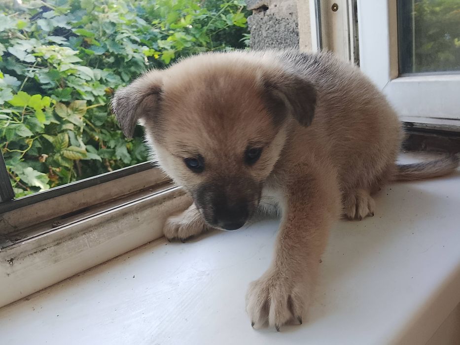 Продам щенка мальчик без породы
