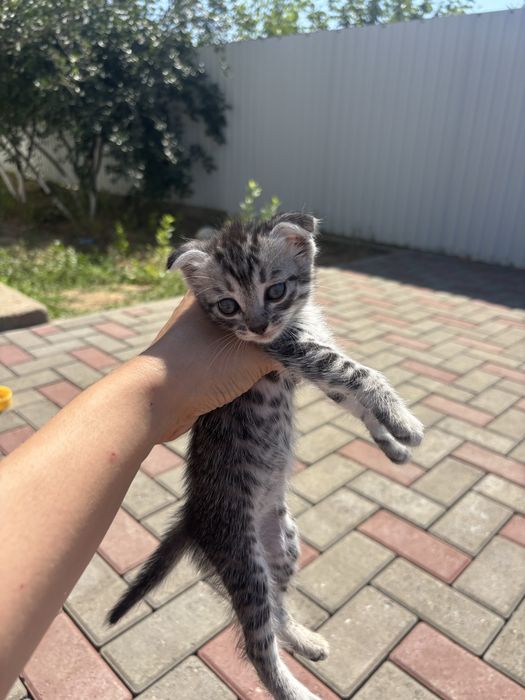 Котята бесплатно