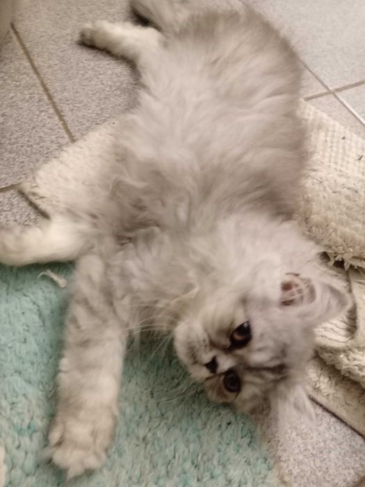 Персийски котенца