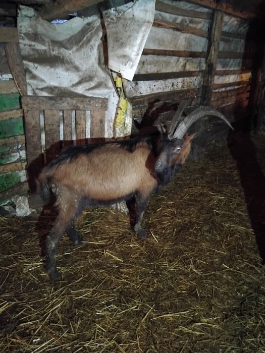 Vând  trei  tapi alpin cu vârste diferite