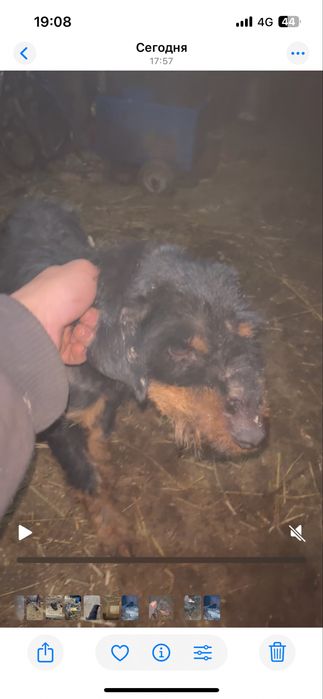 Обменяю ягтерьера на даканов