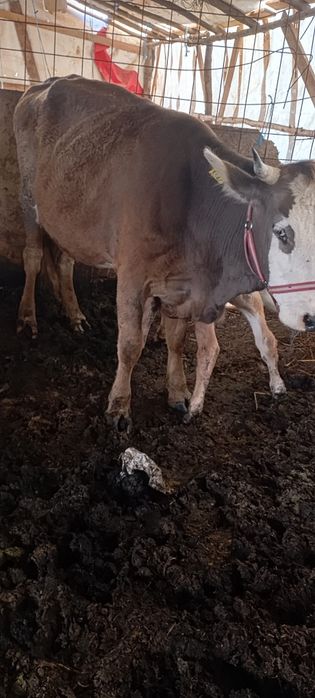 Vacă la primul vițel. Este fătată de curând. Disponibila cu vițel