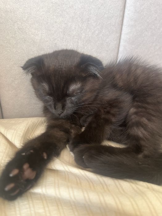 Кошка шотланская