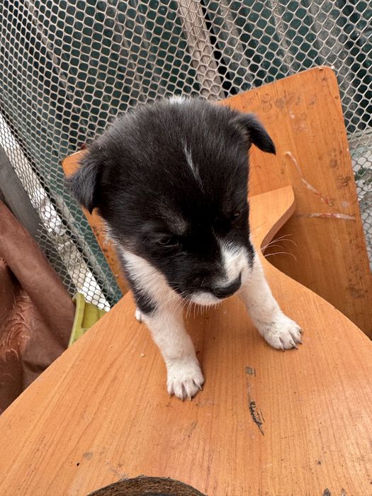 Отдадим щенят бесплатно