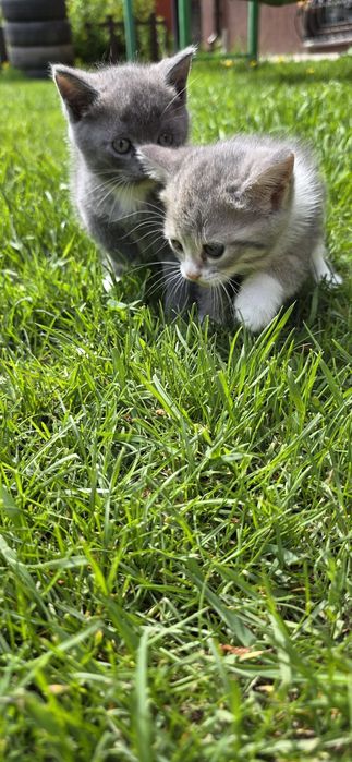 Продам котят,недорого!