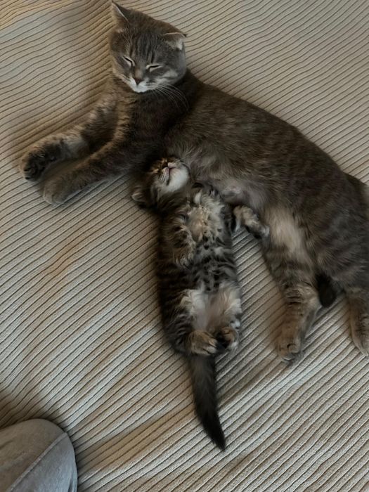 Котенок scotish fold СРОЧНО