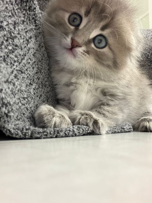 Шотландец , шотландский котенок