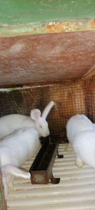 Продавам зайци и зайкини