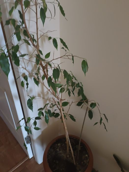 Цветы комнатные + много горшков