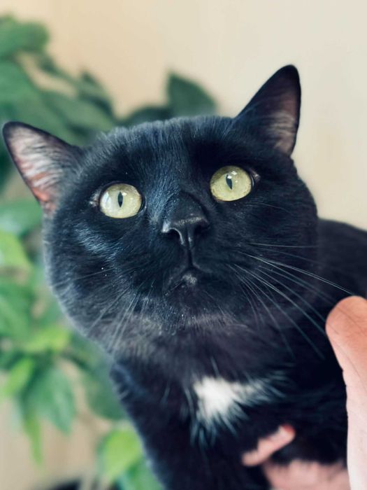 Мъжко котарак търси дом