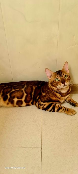 Чистокровные бенгалы