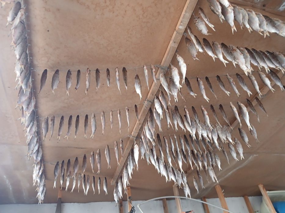 Рыбец балық кепкен