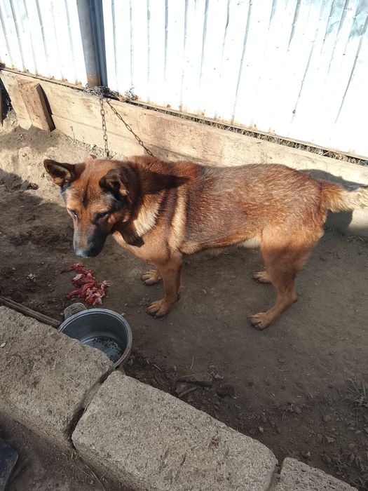 Немецкая овчарка собака