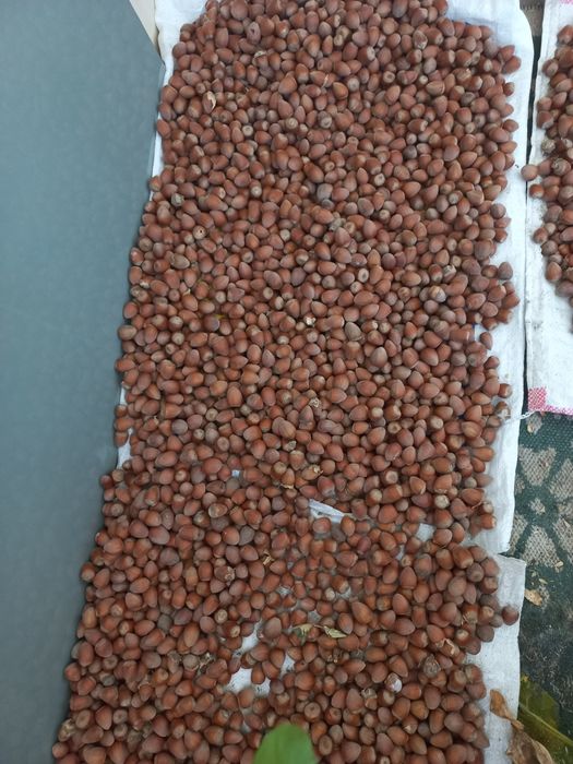 Продам Фундук 2025