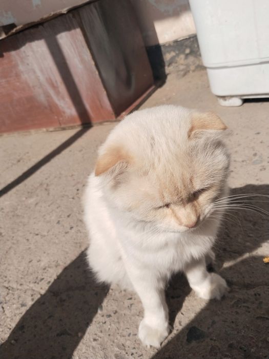 отдам милого кота в ДОБРЫЕ руки.