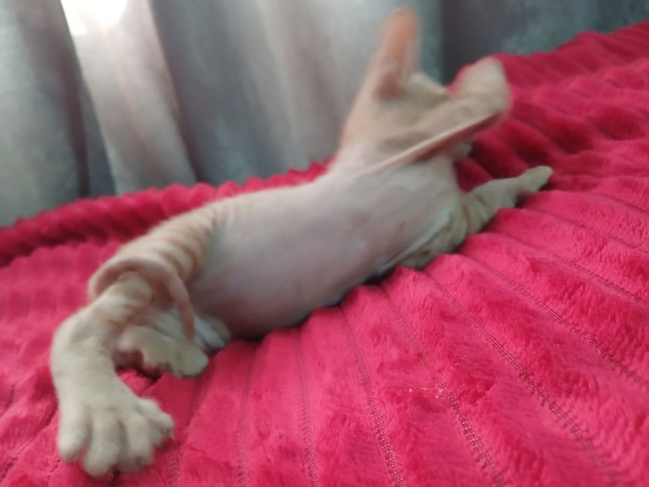 Продам котят сфинкс.  Браш.