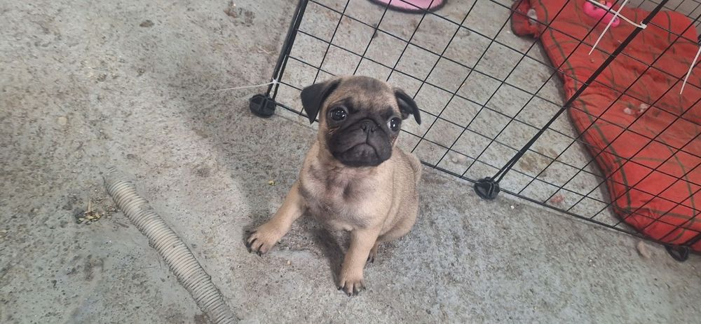 Продавам се мопсче