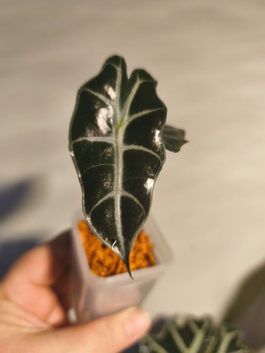 Продам алоказия Полли