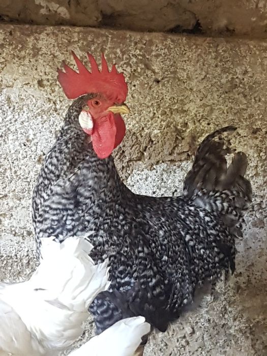 Mushukdagi katta xoroz