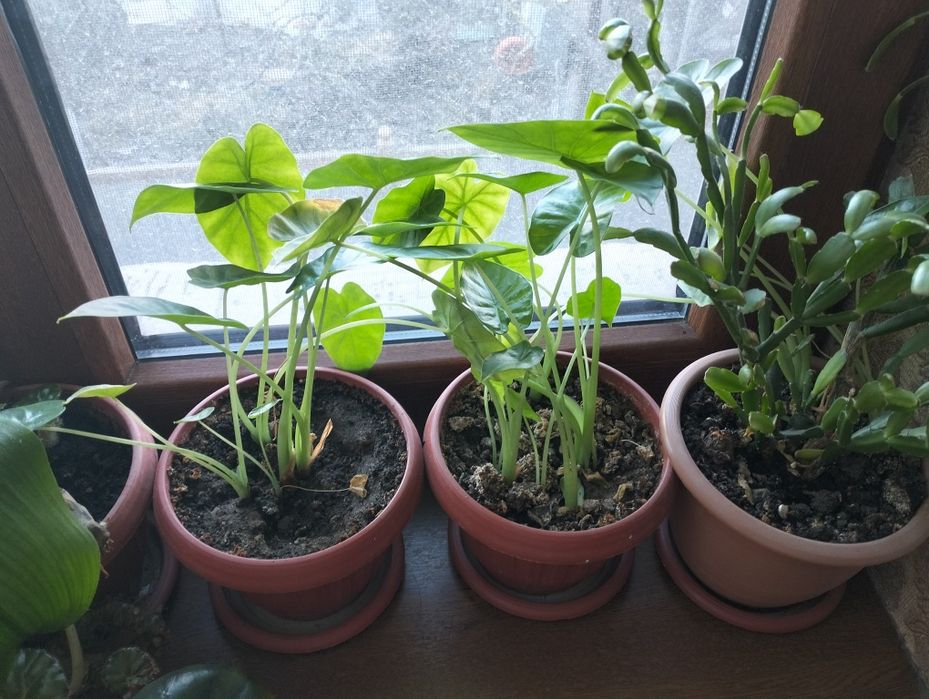 Домашние цветы. Разные