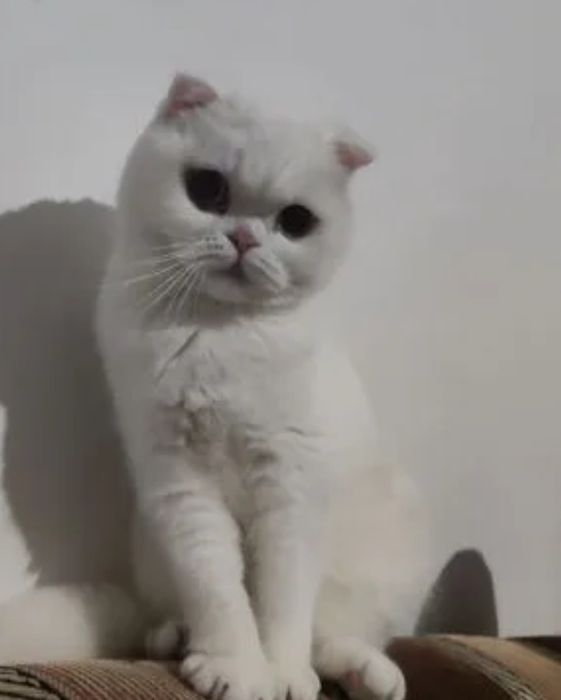Белые Шотландские котята