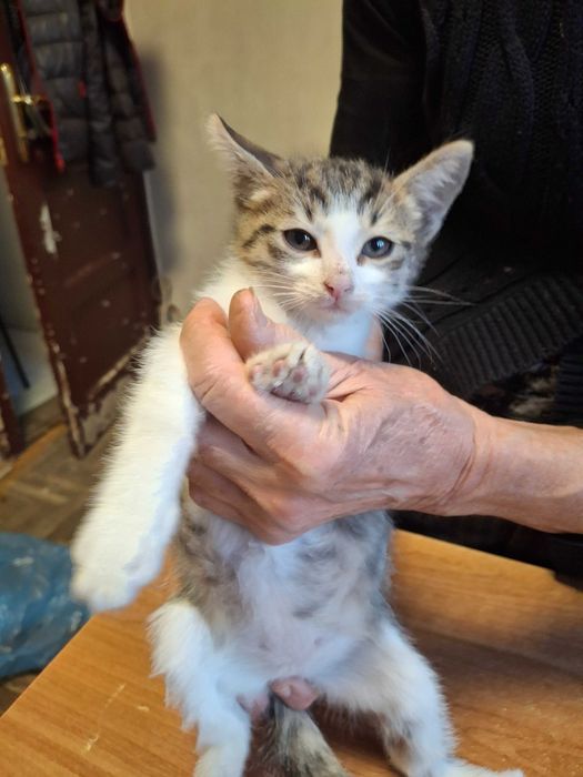 Котета на около 2 месеца в гр.София, Лозенец