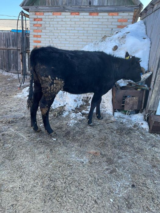 Семиз кашарлар,,