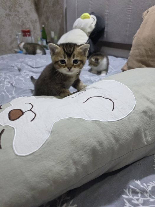 Продаются котята