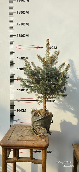 Голубой ель хитойдан биринчи кул