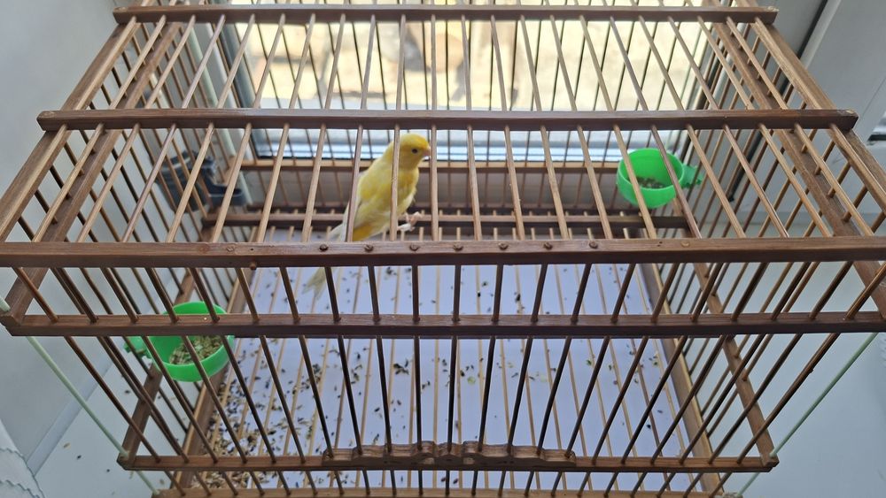 Продаю кенара, самец 11 месяцев