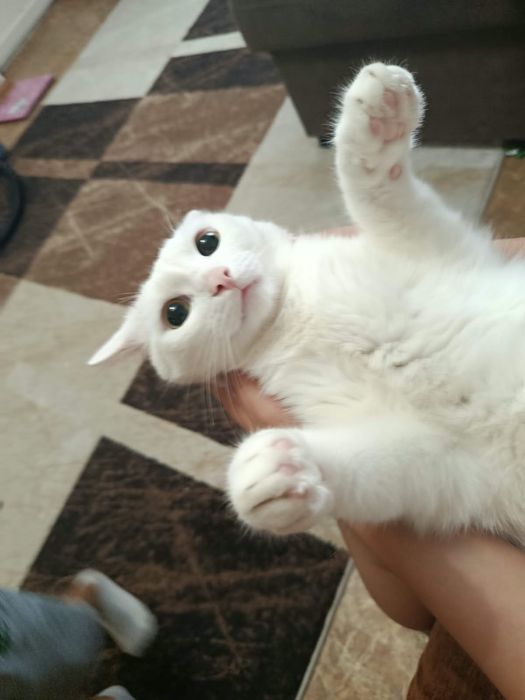 Котёнок с разными глазами