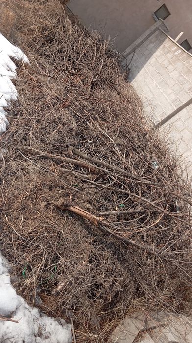 Отын дрова ағаштар