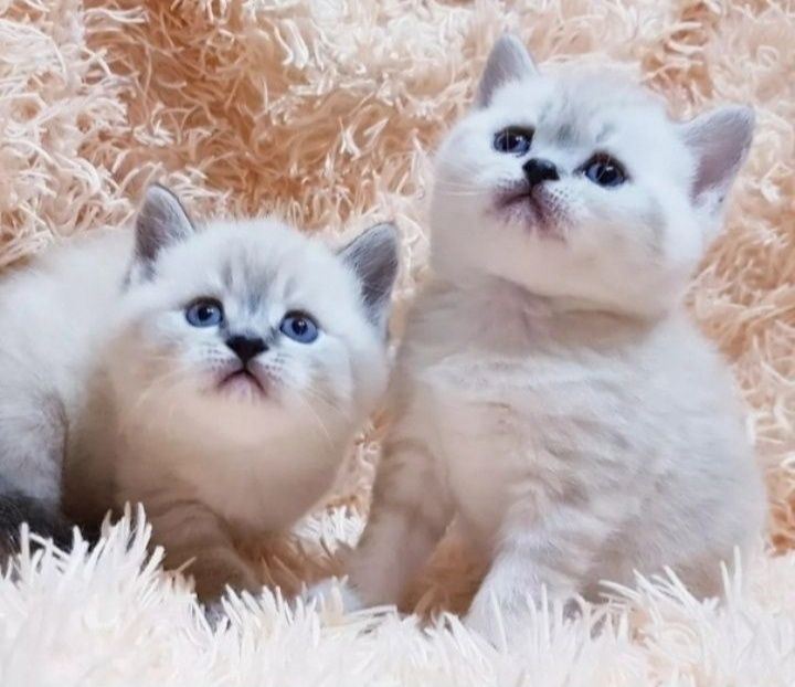 Шотланские котята
