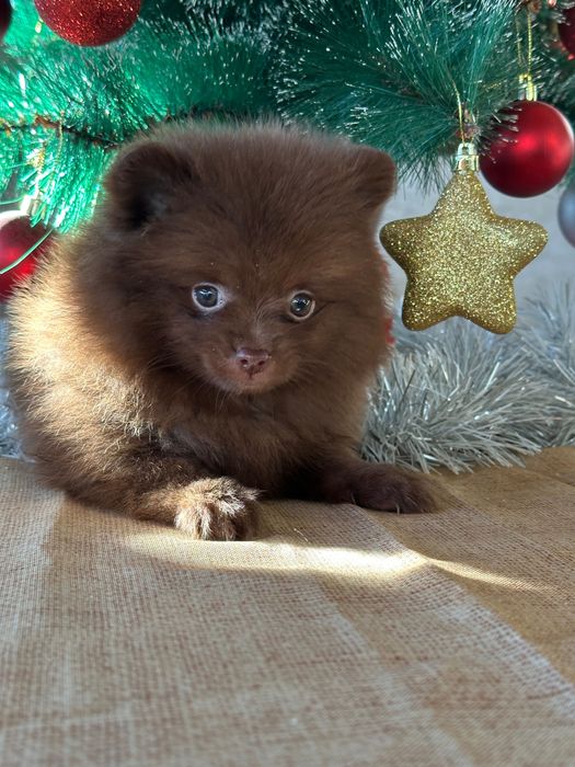 Померан мъжки шоколад